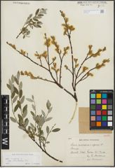 Foto von Salix repens subsp. incubacea (L.) A. Neumann